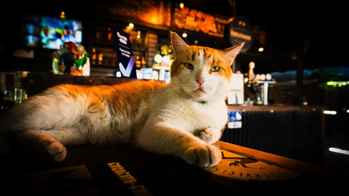 El gato de Barley Terraza Restobar