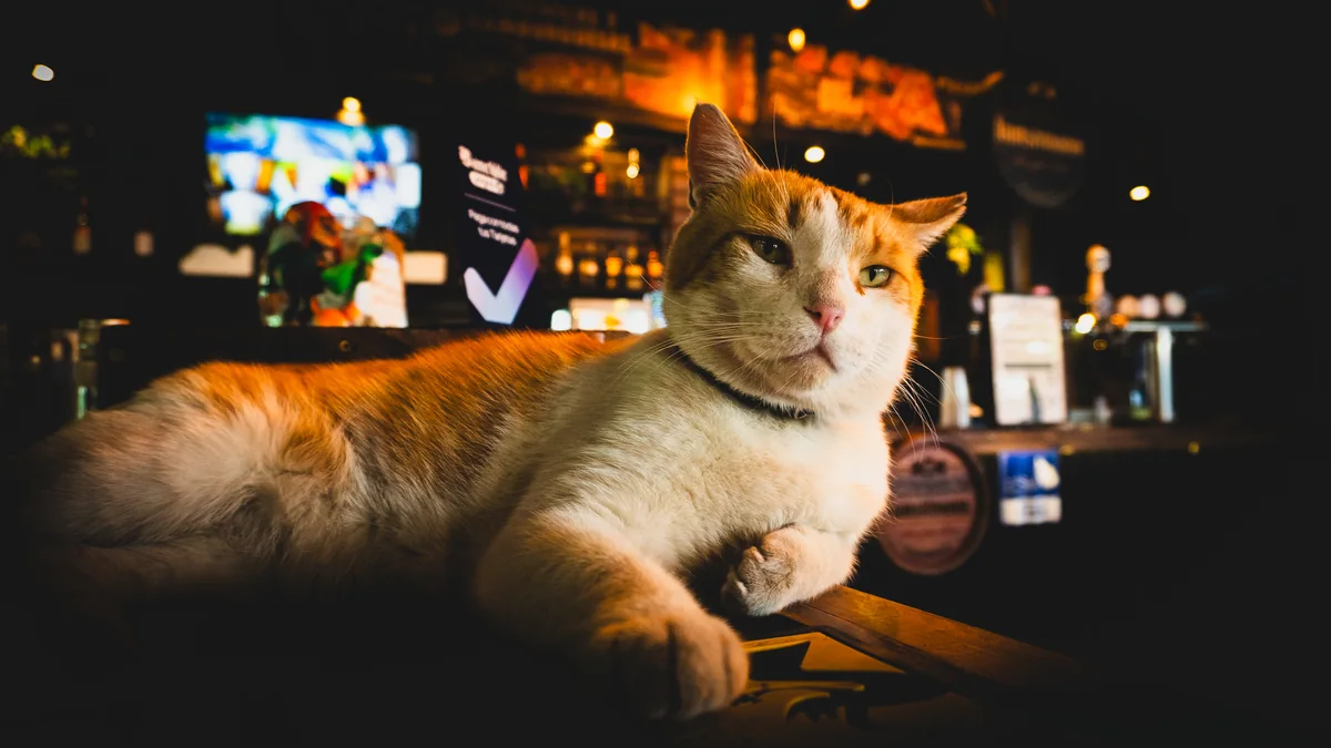 El gato de Barley Terraza Restobar sobre la barra